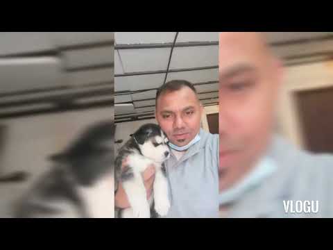 डोग बिडियो 🐕️🐕️🐕️🐕️