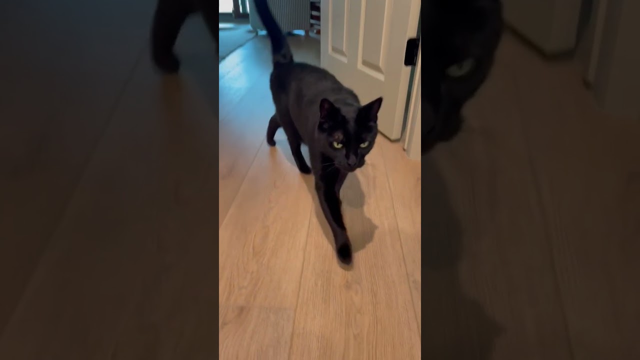 Enlarge Sawyer, a Adoptable Domestic Short Hair in Portland, OR video 6/6