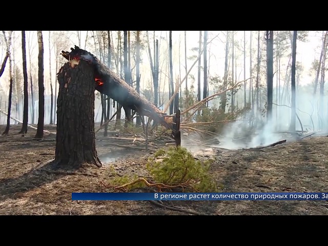 В Ангарске предотвратили крупный лесной пожар