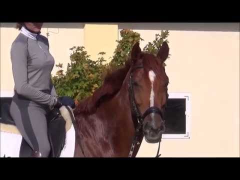 Training 5 yo Royal Dragon hann (Royal Blend x Dante)