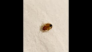 Bed Bugs in Phoenix az