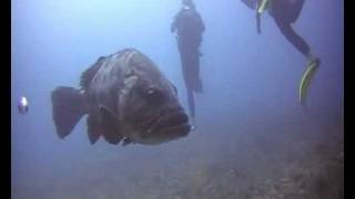 preview picture of video 'Coral Bay staff dive Pt1'