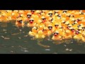 What S Inside 1st Place Duck Mooving On The River