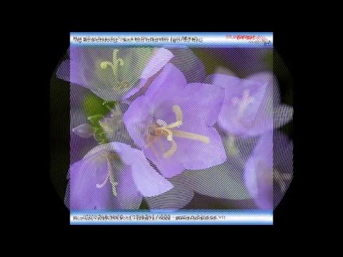 Giống hoa chuông sao tím Campanula CAM005 blue gói 50 hạt