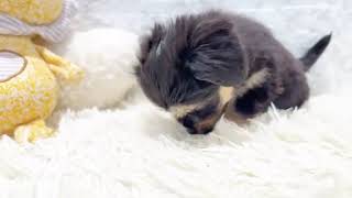 ハーフ犬の動画01