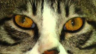 The Naming of Cats in T S Eliot&#39;s own voice