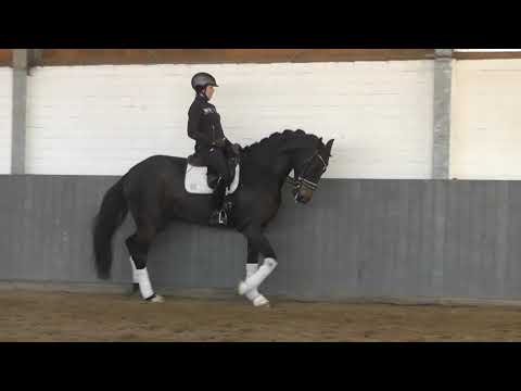 Weidenhof-Verkaufspferd: "DIAMANTE NEGRO MARONE" *2016 v. DeLorean