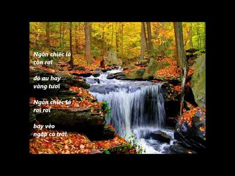 Một lá ngô đồng rơi - Thanh Lan