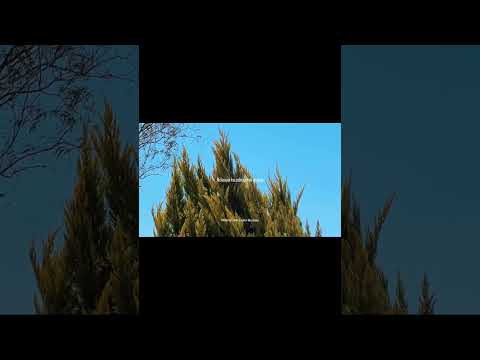 Nyaya | extended version