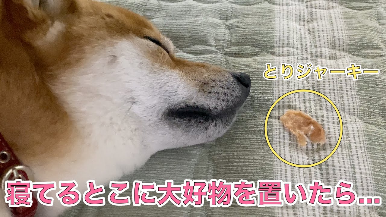 寝てる豆柴ふくの目の前に大好物を置いてみたら...#98