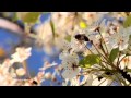 Spring Waltz (Richard Clayderman - Mariage d ...
