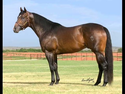 Previa Remate Haras Rincón del Aguará - Los Monteros (25-10-14)