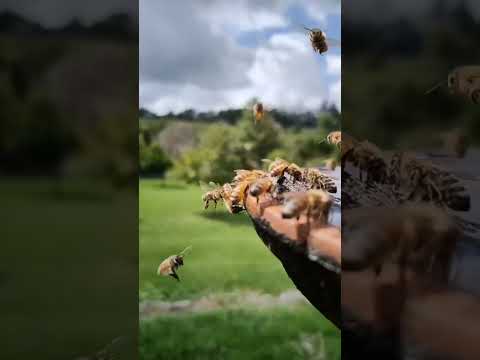 Harvesting Giant Forest Honey Goes to the market sell