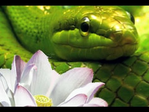 Innere Welten Äußere Welten - Teil 3: Die Schlange und die Lotusblüte
