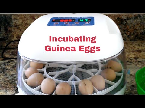 , title : 'Incubating Guinea Eggs'