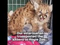 Cougar Kitten Rescue in Utah