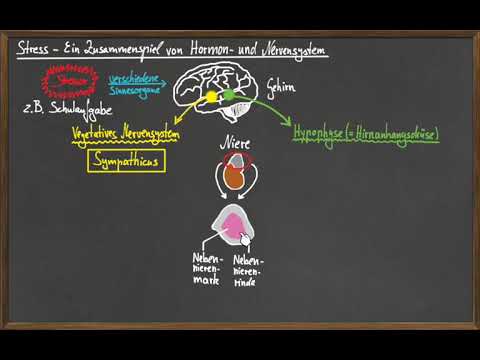 Die Stressreaktion - Ein Zusammenspiel von Hormon- und Nervensystem