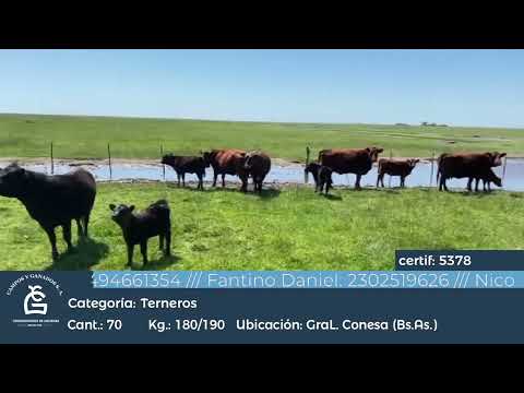 Lote Machos a término -Gral Conesa Bs As