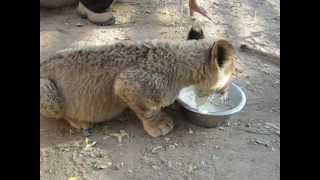 preview picture of video 'Lion cub drinking milk'
