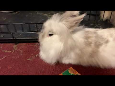 YouTube video about: How do rabbits apologize?