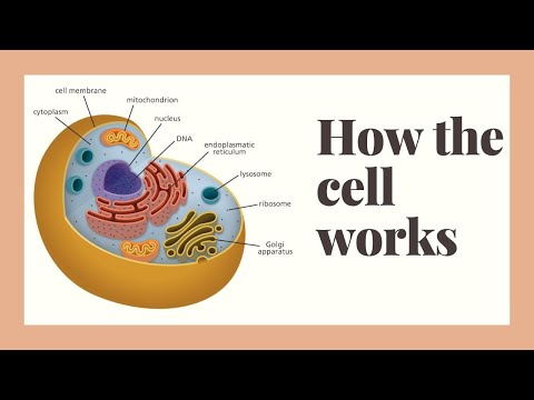 how does the human cell work?