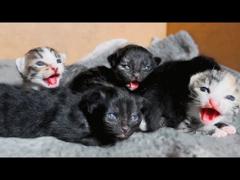 Baby Kittens Open Their Eyes For the First Time!