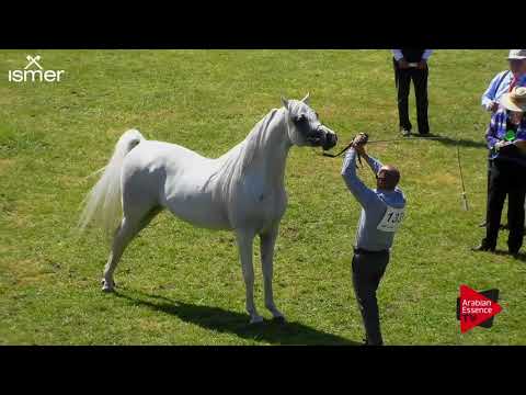 N.133 LB GENESIS - Strohen 2018 B Int