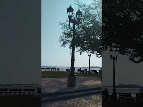 A maior figueira de Guaíra PR