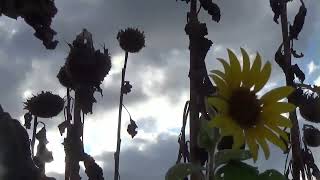 Nana Mouskouri, Der kleine Vogel Hoffnung, Seeing is believing