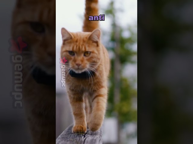 Vídeo relacionado con Toddmomy 3 Unidades Collares para Gatos, Gatos Que Brilla En La Oscuridad con Campana: Ajustable Collar De Seguridad para Cachorros Accesorios