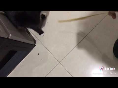 Pumaro 🐱 #blackcat #rarecat