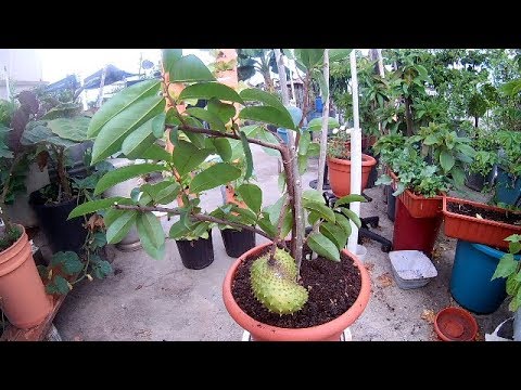 COMO TENER GUANABANA ENANA EN MACETA (Acodo de guanabana)