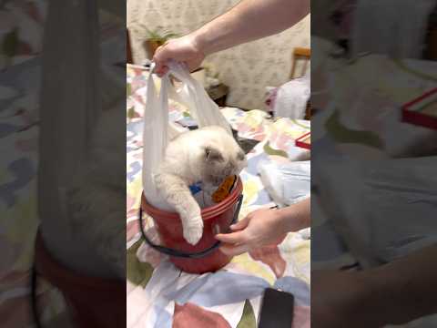 Кот в ведре