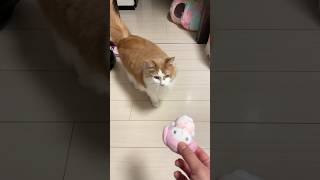 大親友はマイメロディ、マイメロ大好き猫ライト君