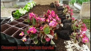 KABİR ÜSTÜNE ÇİÇEK EKİMİ ( BEGONYA ) MEZAR BAKIMI