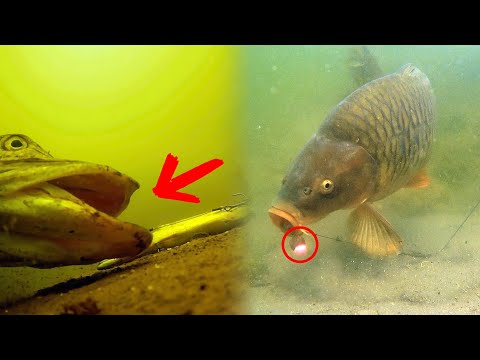 Best Underwater Fishing Moments 2025 (High Quality)
