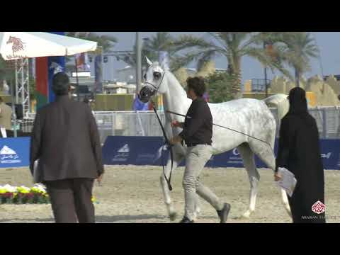 N 146 AJ SAPHINA   Asharqia Arabian Horse Classic 2020   Mares 7 9 Years Old Class 5