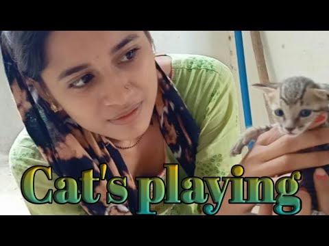cat baby' s  playing