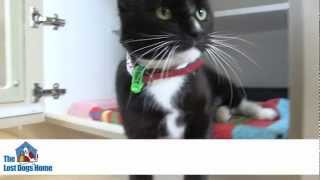 Cat of the Day: Tuxedo || The Lost Dogs' Home