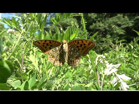 庭のウラギンヒョウモンの飛翔　Fabriciana adippe