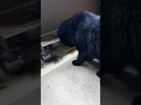 Silly Kitty drags food from bowl to eat #shorts