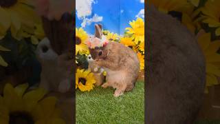 花冠うさぎ #rabbit #ネザーランドドワーフ #うさぎ