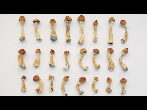 Mikrodawkowanie psylocybiny