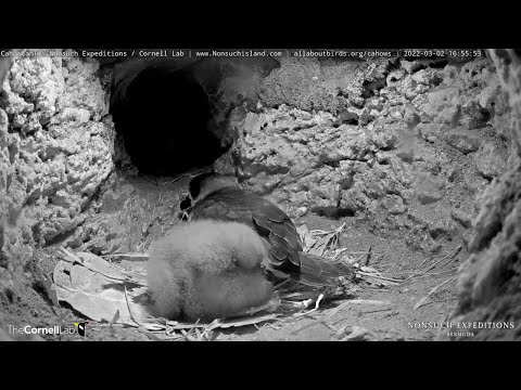 Bermuda Petrel Chick Takes A Lap Around Nesting Burrow – March 2, 2022