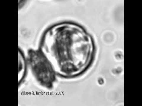 Secretion in Coccolithus pelagicus