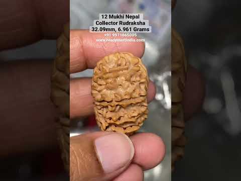 12 Mukhi Nepali Rudraksha