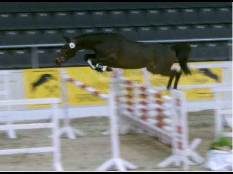 3-j. Stute v. Grey Top - Feiner Graf - Contender - Grannus