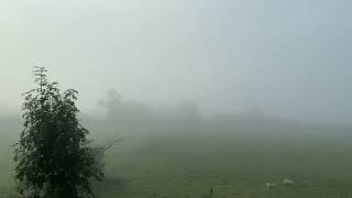 Somerset Mist