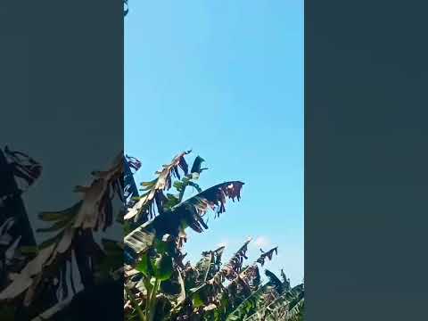 nature #song #bollywood songs