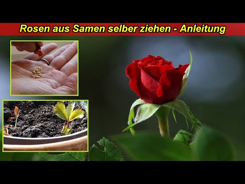 Rosen aus Samen selber ziehen & züchten – Rosen Samen gewinnen säen & einpflanzen – Rose vermehren